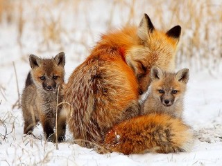 Пазл #40617