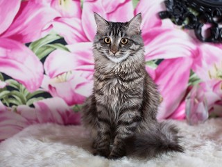 Пазл «Серый кот»