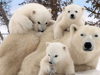 Пазл «Белые медведи»