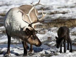 Пазл #52131