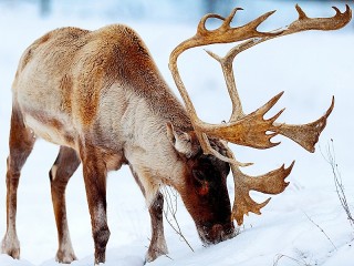 Пазл #55448