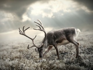 Пазл #50634