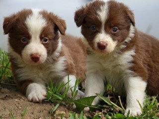 Пазл «Щенки бордер-колли»