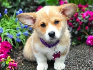 Пазл «Щенок корги»