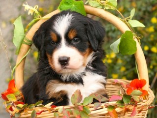 Пазл #75343