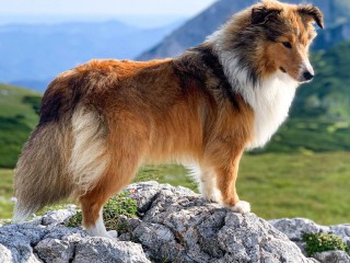 Пазл «Шелти»