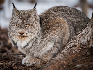 Пазл #65138