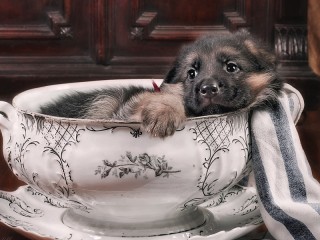 Пазл #74184