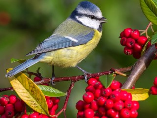 Пазл «Синичка на ветке»