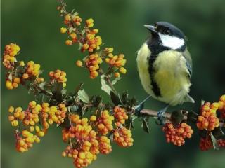 Пазл «Синица»