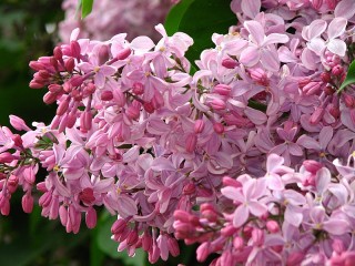 Пазл «Сирень»