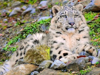 Пазл #66972