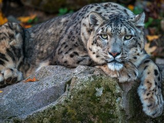 Пазл #53692