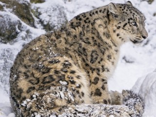 Пазл #66972