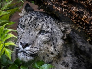 Пазл «Snow Leopard»