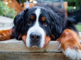 Пазл «Собака»