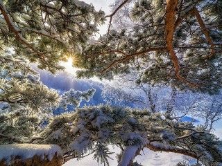 Пазл #51747