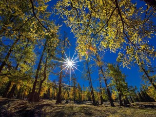 Пазл «Солнце в лесу»