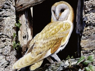 Пазл «Сова»