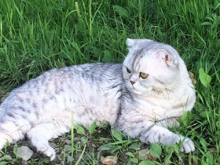 Пазл «стив»