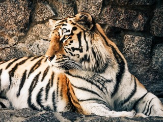 Пазл «Тигр»