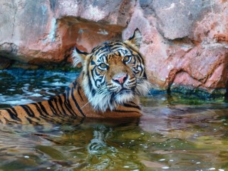 Пазл «Тигр»