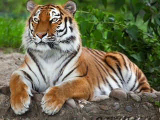 Пазл «Тигр»