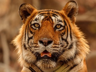 Пазл «Тигр»