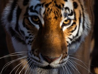 Пазл «Тигр»