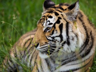 Пазл «Тигр»