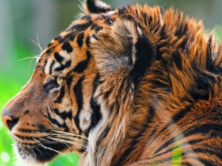 Пазл «Тигр»