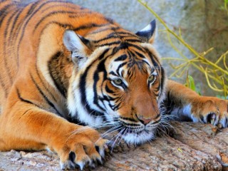 Пазл «Тигр»