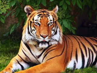 Пазл «Тигр отдыхает»