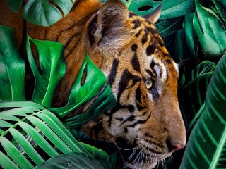 Пазл «Тигр в листве»