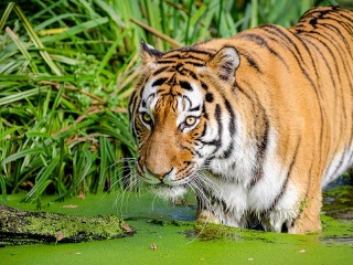 Пазл «Тигр в воде»
