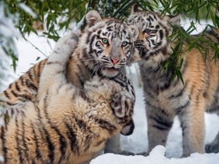 Пазл #50363