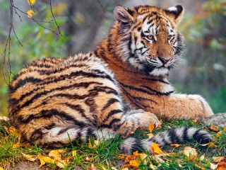 Пазл #42376