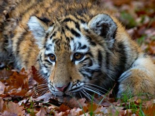 Пазл «Тигрёнок»