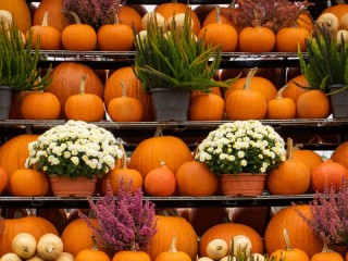 Пазл «Тыквы»