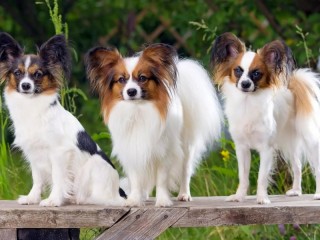 Пазл «Той-спаниель»