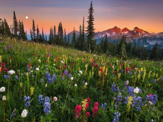 Пазл «Травы луговые»