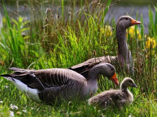 Пазл «Три утки»