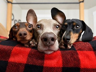 Пазл «Трио»