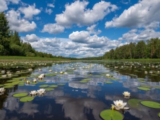 Пазл #63249