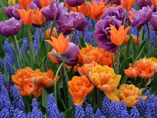 Пазл «Цветы»