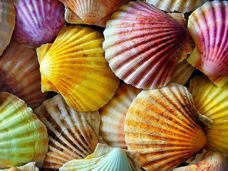 Пазл «Цветные ракушки»