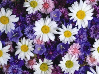 Пазл «Цветочный ковер»