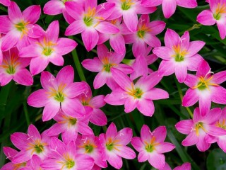 Пазл «Цветок-выскочка»