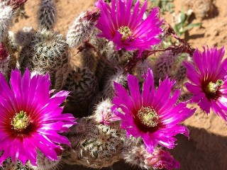 Пазл «Цветущий кактус»