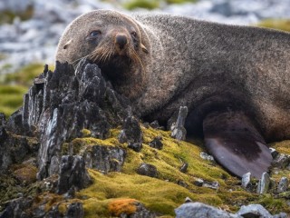 Пазл «Тюлень»